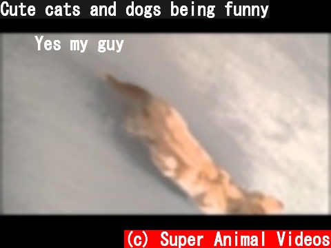 Cute cats and dogs being funny  (c) Super Animal Videos