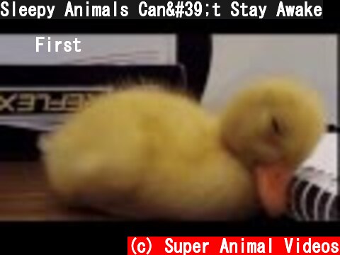 Sleepy Animals Can't Stay Awake  (c) Super Animal Videos