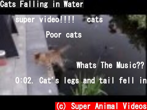 Cats Falling in Water  (c) Super Animal Videos