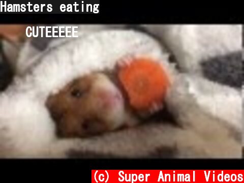 Hamsters eating  (c) Super Animal Videos
