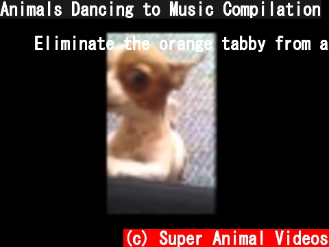 Animals Dancing to Music Compilation  (c) Super Animal Videos