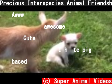 Precious Interspecies Animal Friendship  (c) Super Animal Videos