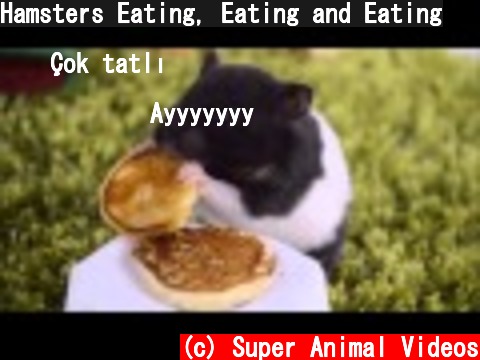 Hamsters Eating, Eating and Eating  (c) Super Animal Videos