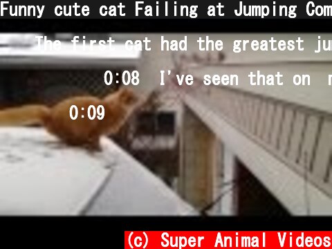 Funny cute cat Failing at Jumping Compilation  (c) Super Animal Videos