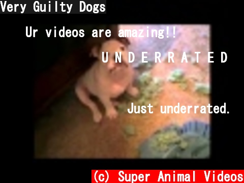 Very Guilty Dogs  (c) Super Animal Videos