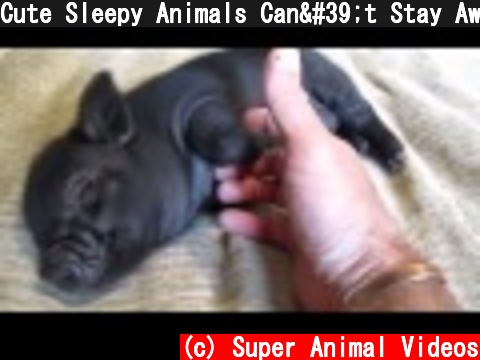 Cute Sleepy Animals Can't Stay Awake  (c) Super Animal Videos