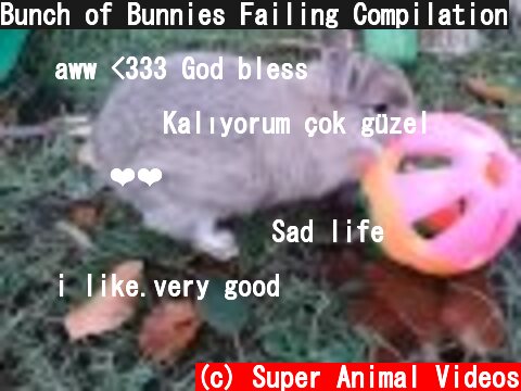 Bunch of Bunnies Failing Compilation  (c) Super Animal Videos
