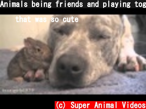 Animals being friends and playing together  (c) Super Animal Videos
