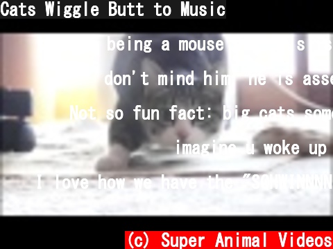Cats Wiggle Butt to Music  (c) Super Animal Videos