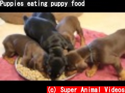 Puppies eating puppy food  (c) Super Animal Videos