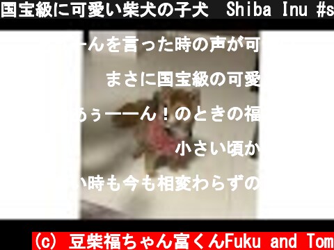国宝級に可愛い柴犬の子犬　Shiba Inu #shorts  (c) 豆柴福ちゃん富くんFuku and Tom
