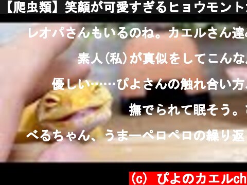【爬虫類】笑顔が可愛すぎるヒョウモントカゲモドキ  (c) ぴよのカエルch