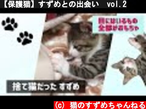 【保護猫】すずめとの出会い  vol.2  (c) 猫のすずめちゃんねる