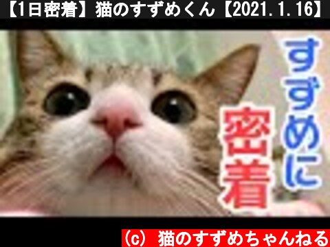 【1日密着】猫のすずめくん【2021.1.16】vol.106  (c) 猫のすずめちゃんねる