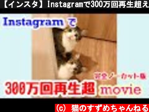 【インスタ】Instagramで300万回再生超えのバズり動画！完全ノーカット版  vol.20  (c) 猫のすずめちゃんねる
