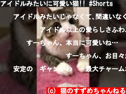 アイドルみたいに可愛い猫!! #Shorts  (c) 猫のすずめちゃんねる