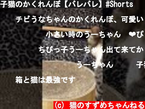 子猫のかくれんぼ【バレバレ】#Shorts  (c) 猫のすずめちゃんねる