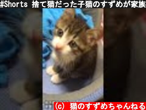 #Shorts 捨て猫だった子猫のすずめが家族になって撮ったはじめての動画。  (c) 猫のすずめちゃんねる
