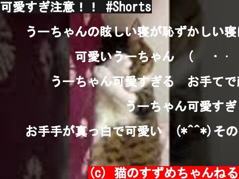可愛すぎ注意！！ #Shorts  (c) 猫のすずめちゃんねる