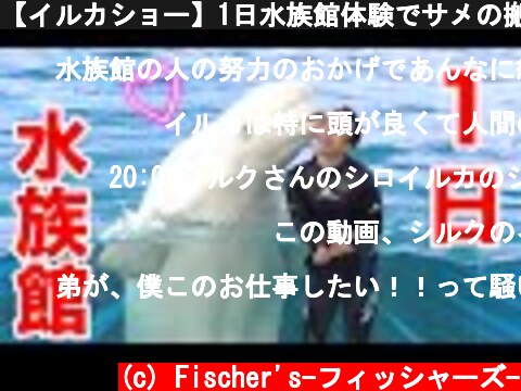【イルカショー】1日水族館体験でサメの搬入や凄技に挑戦してみた！？【シロイルカ】  (c) Fischer's-フィッシャーズ-