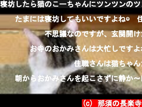 寝坊したら猫のこーちゃんにツンツンのツンツンされました。  (c) 那須の長楽寺