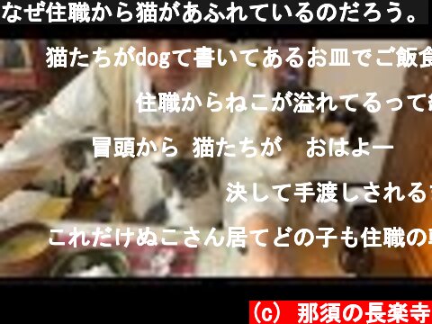 なぜ住職から猫があふれているのだろう。  (c) 那須の長楽寺