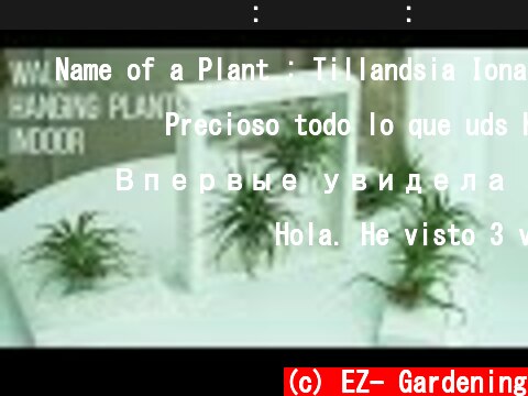 벽걸이 행잉플랜트 : 수세미실 : 이오난사 [Wall Hanging Plants Indoor & Tillandsia Ionantha]  (c) EZ- Gardening