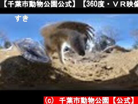 【千葉市動物公園公式】【360度・ＶＲ映像】ミーアキャット:カメラに向かって穴ほり開始。スワイプや画面の向きを変えることで360度見ることができます。  (c) 千葉市動物公園【公式】