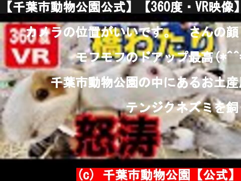 【千葉市動物公園公式】【360度・VR映像】テンジクネズミの橋わたり！怒涛！！  (c) 千葉市動物公園【公式】