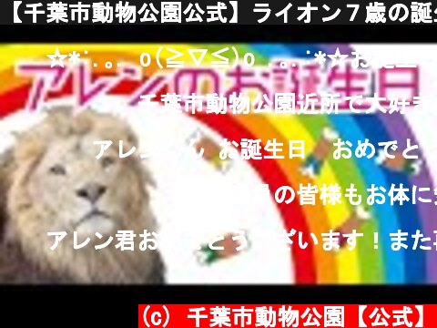 【千葉市動物公園公式】ライオン７歳の誕生日「アレン」  (c) 千葉市動物公園【公式】