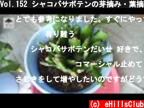 Vol.152 シャコバサボテンの芽摘み・葉摘み  (c) eHillsClub