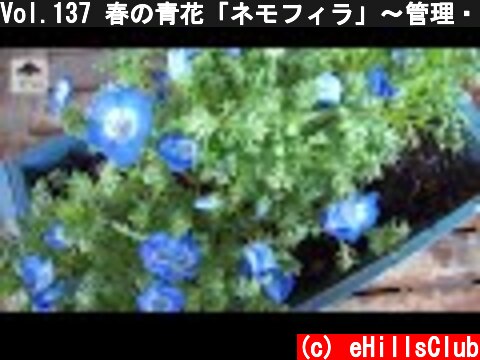 Vol.137 春の青花「ネモフィラ」～管理・花がら摘み～  (c) eHillsClub