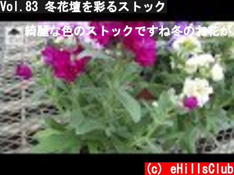 Vol.83 冬花壇を彩るストック  (c) eHillsClub