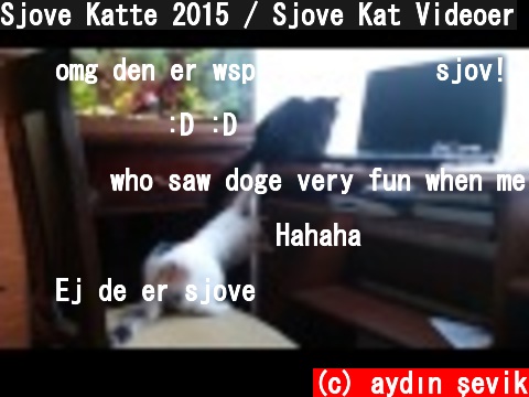 Sjove Katte 2015 / Sjove Kat Videoer  (c) aydın şevik