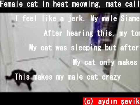Female cat in heat meowing, mate calling  (c) aydın şevik