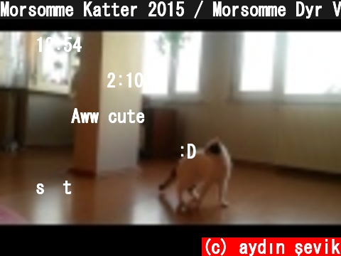 Morsomme Katter 2015 / Morsomme Dyr Videoer  (c) aydın şevik