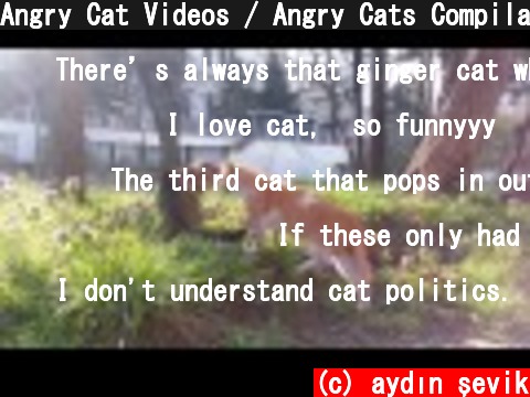 Angry Cat Videos / Angry Cats Compilation  (c) aydın şevik
