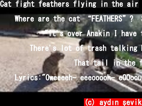 Cat fight feathers flying in the air  (c) aydın şevik
