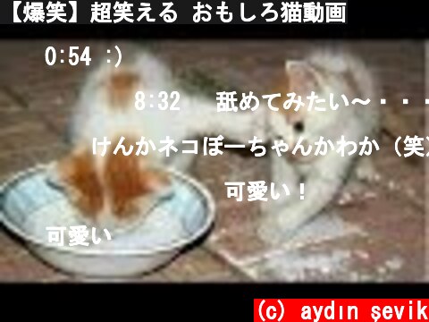 【爆笑】超笑える おもしろ猫動画  (c) aydın şevik