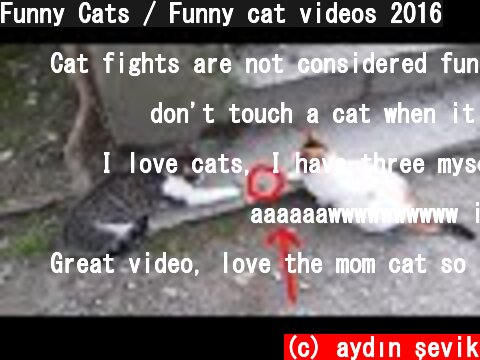 Funny Cats / Funny cat videos 2016  (c) aydın şevik
