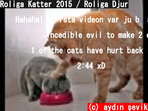Roliga Katter 2015 / Roliga Djur  (c) aydın şevik