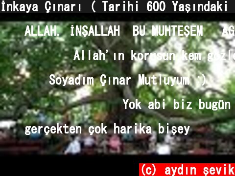 İnkaya Çınarı ( Tarihi 600 Yaşındaki Dev Çınar ) / Bursa  (c) aydın şevik