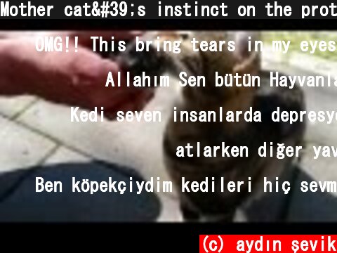 Mother cat's instinct on the protect of kittens  (c) aydın şevik