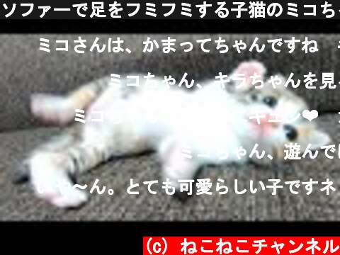 ソファーで足をフミフミする子猫のミコちゃんを優しく見守るキラちゃん。【赤ちゃん猫】【保護猫】  (c) ねこねこチャンネル