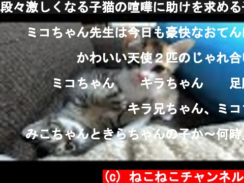段々激しくなる子猫の喧嘩に助けを求める子猫のミコちゃん  (c) ねこねこチャンネル