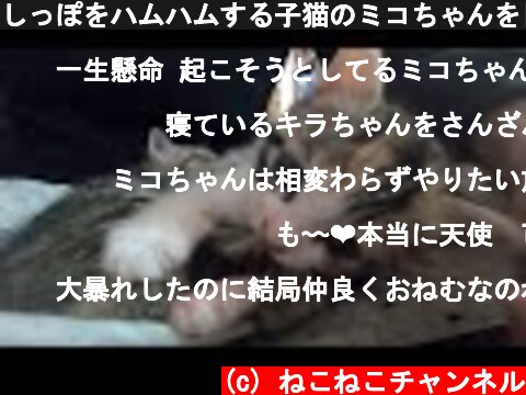 しっぽをハムハムする子猫のミコちゃんを目覚めたキラちゃんが反撃する。【赤ちゃん猫】【保護猫】  (c) ねこねこチャンネル