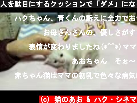 人を駄目にするクッションで「ダメ」になる生後18日目の赤ちゃん子猫【保護猫】  (c) 猫のあお & ハク・シネマ