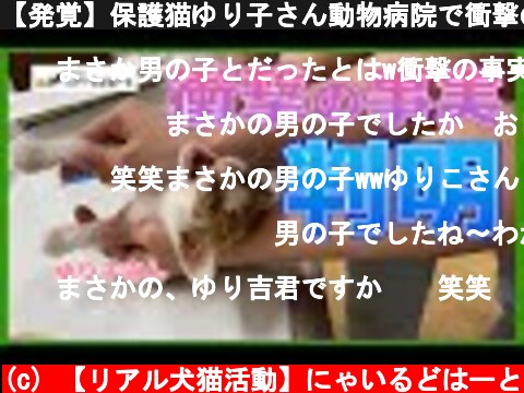 【発覚】保護猫ゆり子さん動物病院で衝撃の事実が判明！！＃２２７  (c) 【リアル犬猫活動】にゃいるどはーと