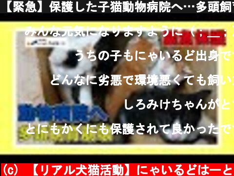 【緊急】保護した子猫動物病院へ…多頭飼育崩壊の現場（埼玉・新座市２０２０年４月）＃４９  (c) 【リアル犬猫活動】にゃいるどはーと