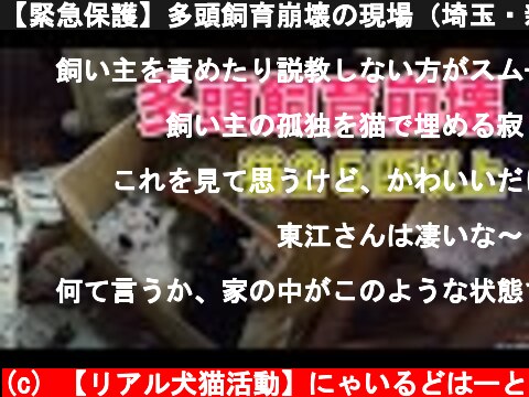 【緊急保護】多頭飼育崩壊の現場（埼玉・新座市２０２０年４月）#48  (c) 【リアル犬猫活動】にゃいるどはーと